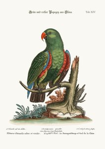 Il pappagallo verde e rosso dalla Cina, 1749-73